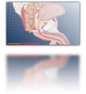 Click here to load the male anatomy model